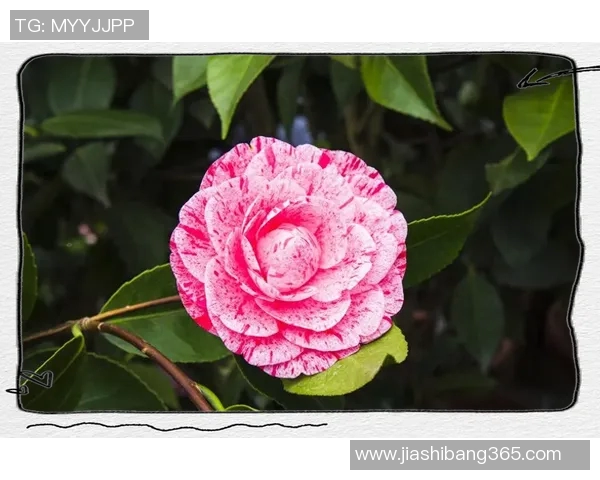 从零起步掌握街舞心理素质提升技巧与实战攻略全方位指南